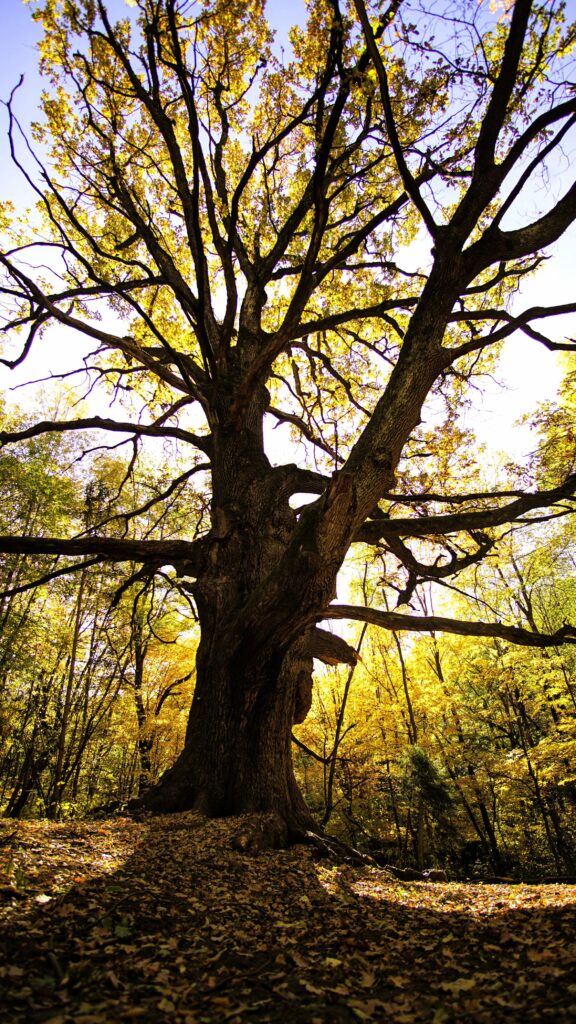 Large, weathered oak tree standing in a quiet autumn forest.